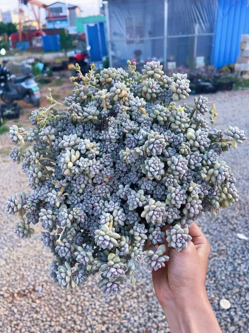 丸叶姬秋丽      多肉植物