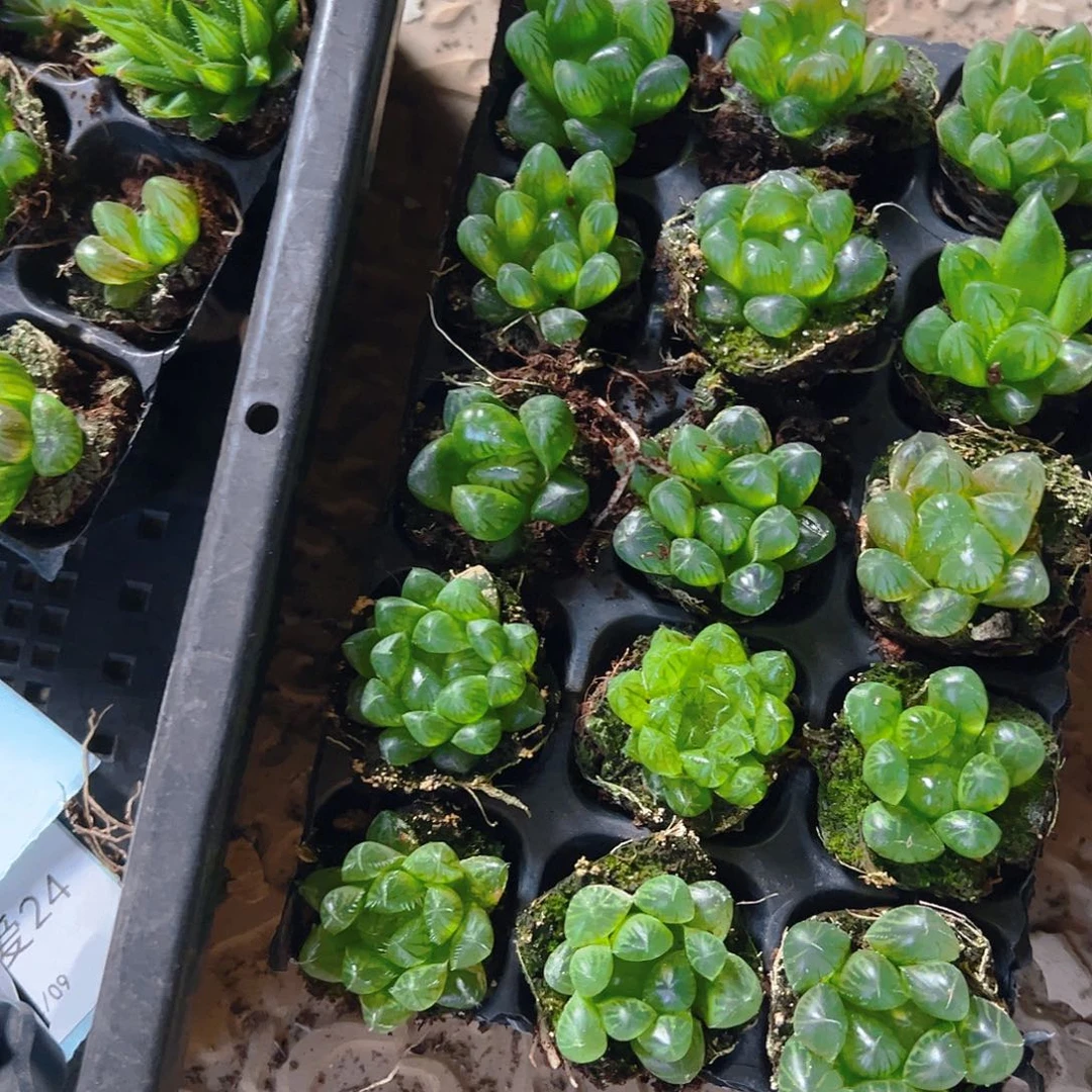 105孔玉露带托盘15颗随机量拍