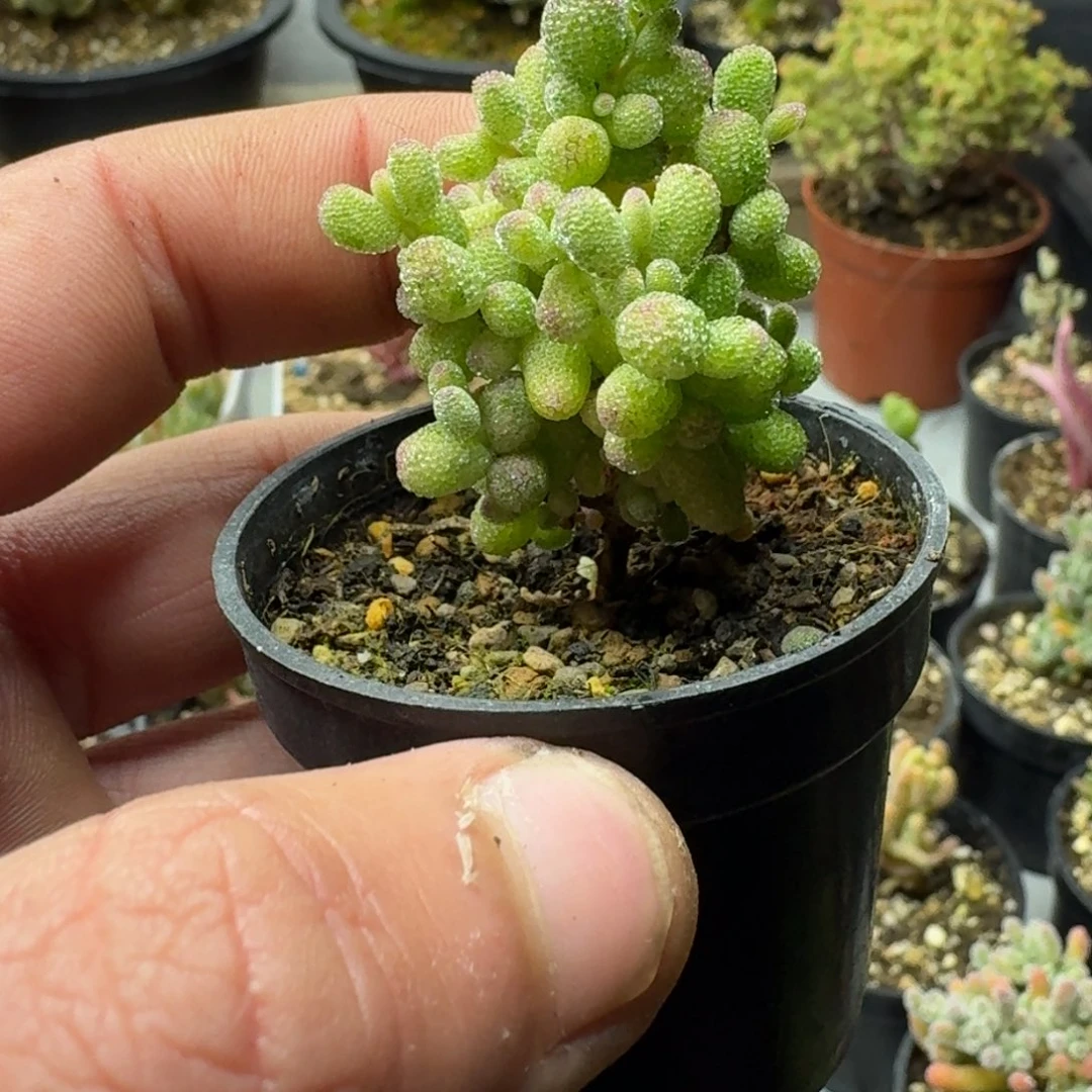 茶**茶多肉植物枝干糊斑锦