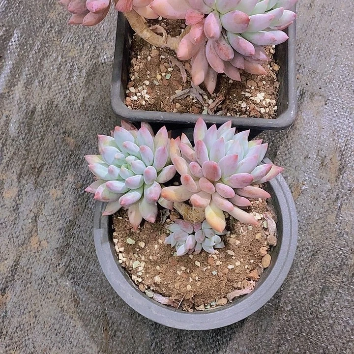 L***J所罗门多肉植物老桩