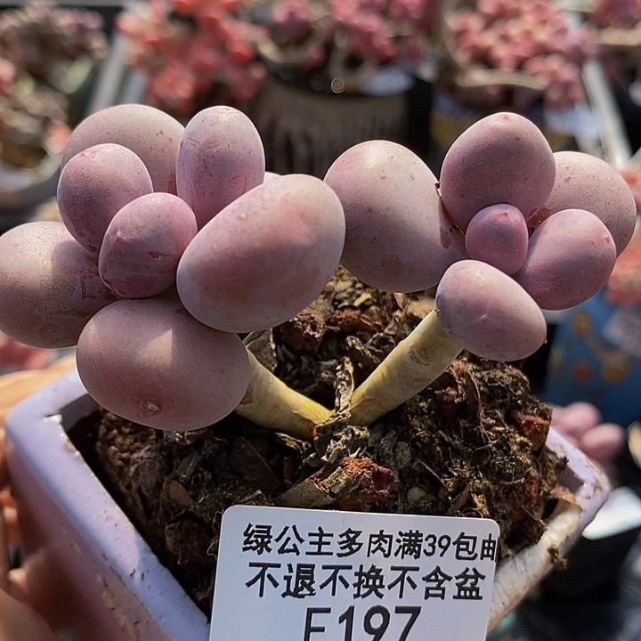 彩虹奶8cm197多肉植物
