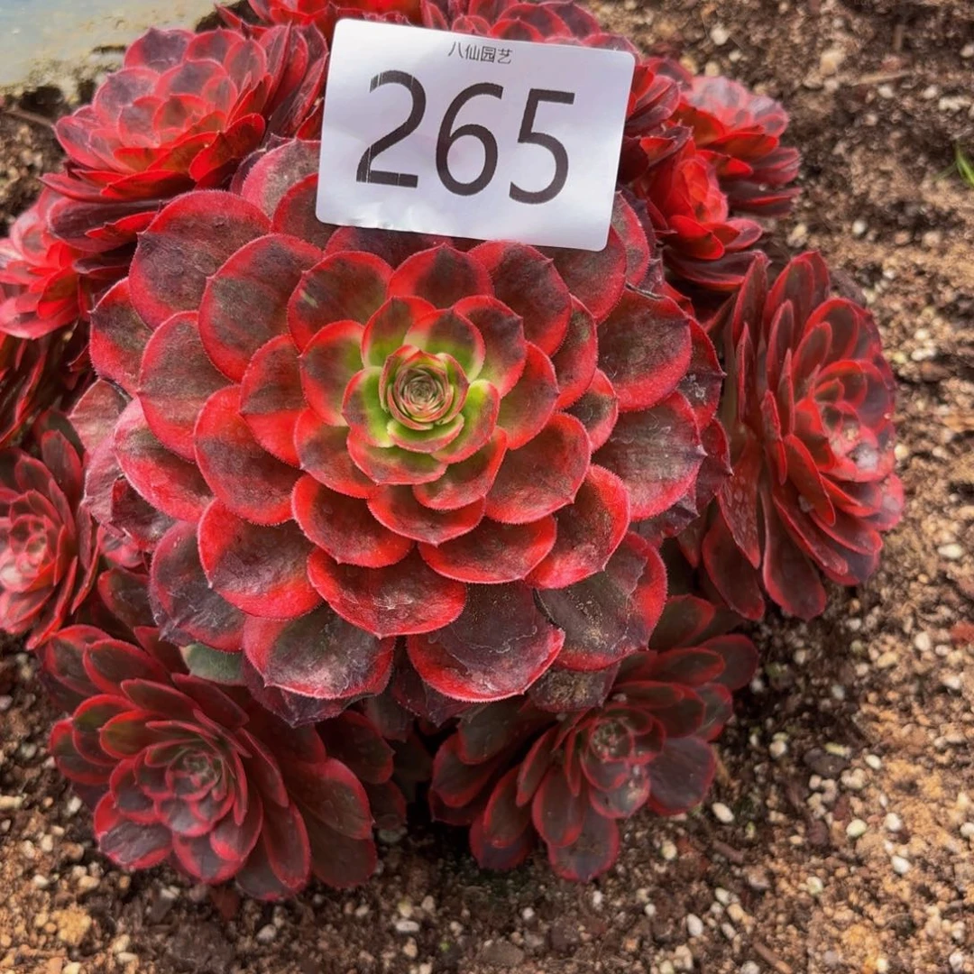 用***6265多肉植物克拉恋人