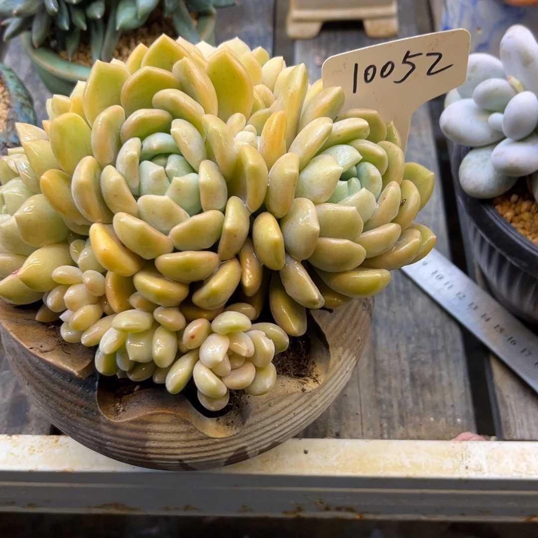苏***苏冰橙10052号一物一拍