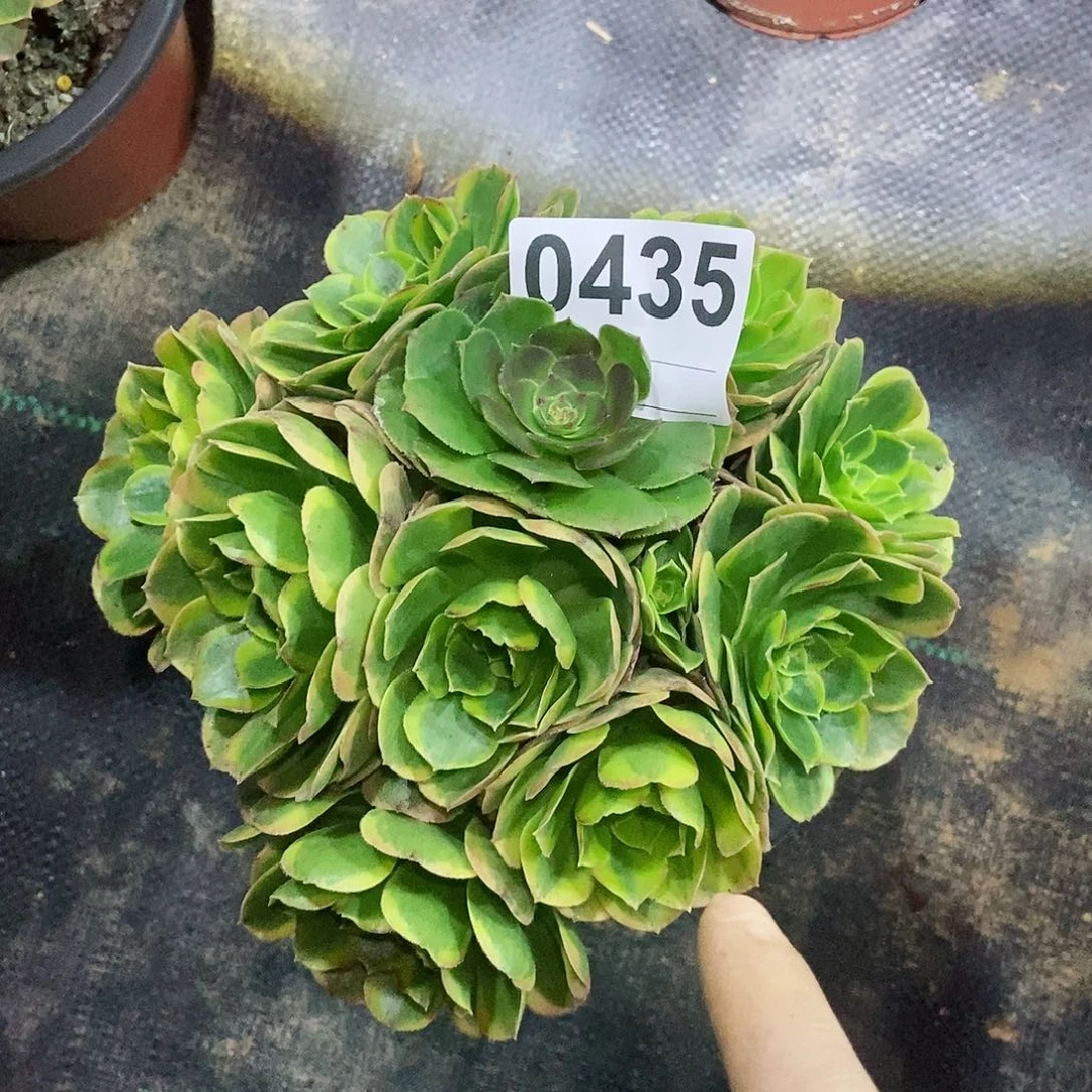 红陶0435奶白阴阳3丛林