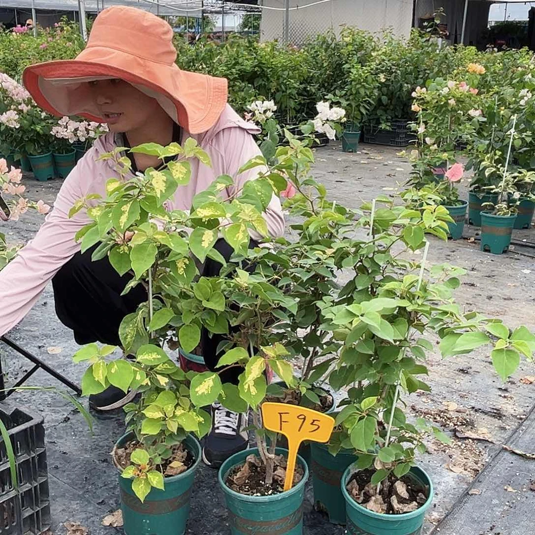 当前无花栽培后可以开花F95杂七杂八一颗