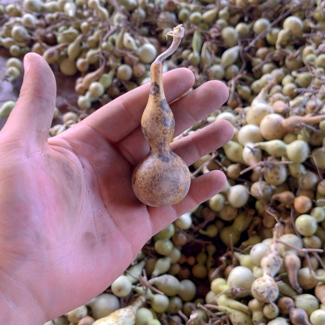 原***～感谢大哥支持兄弟