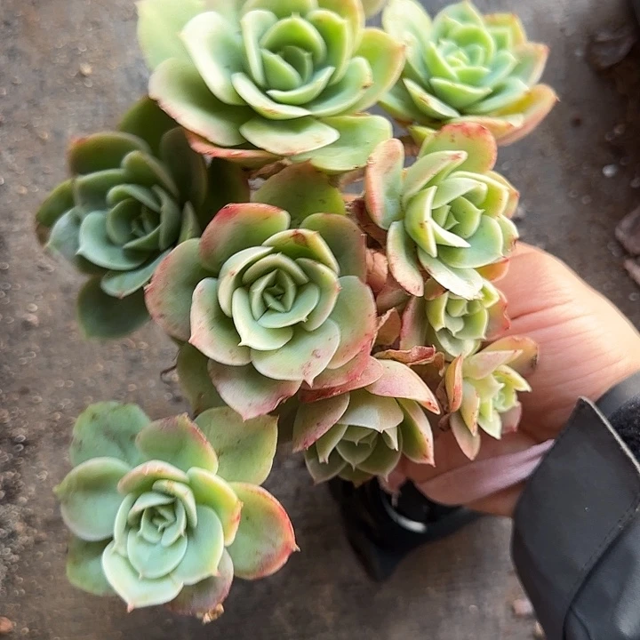 星纳塔有砍967 多肉植物一物一拍