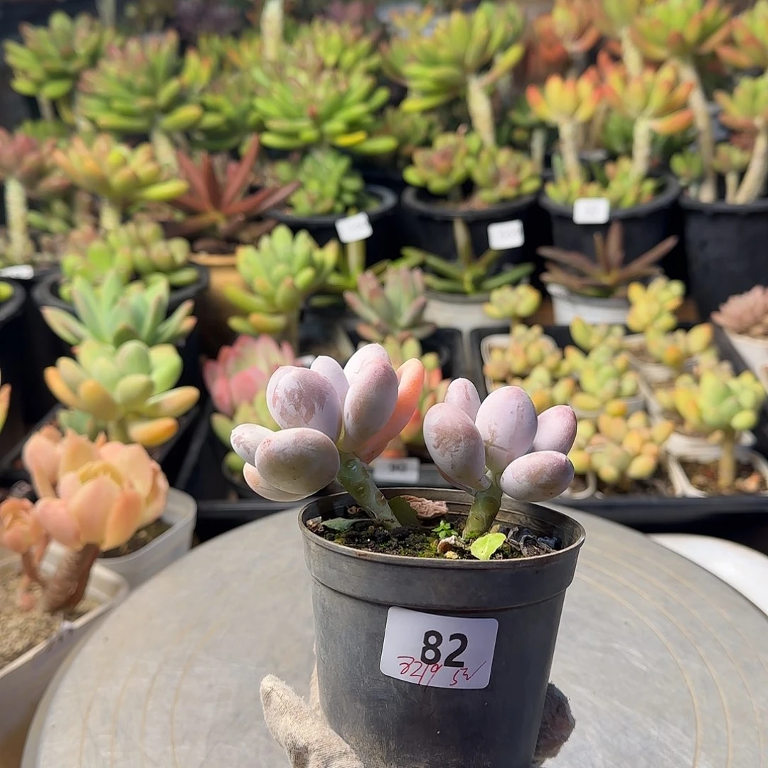 、****.82号 一物一拍