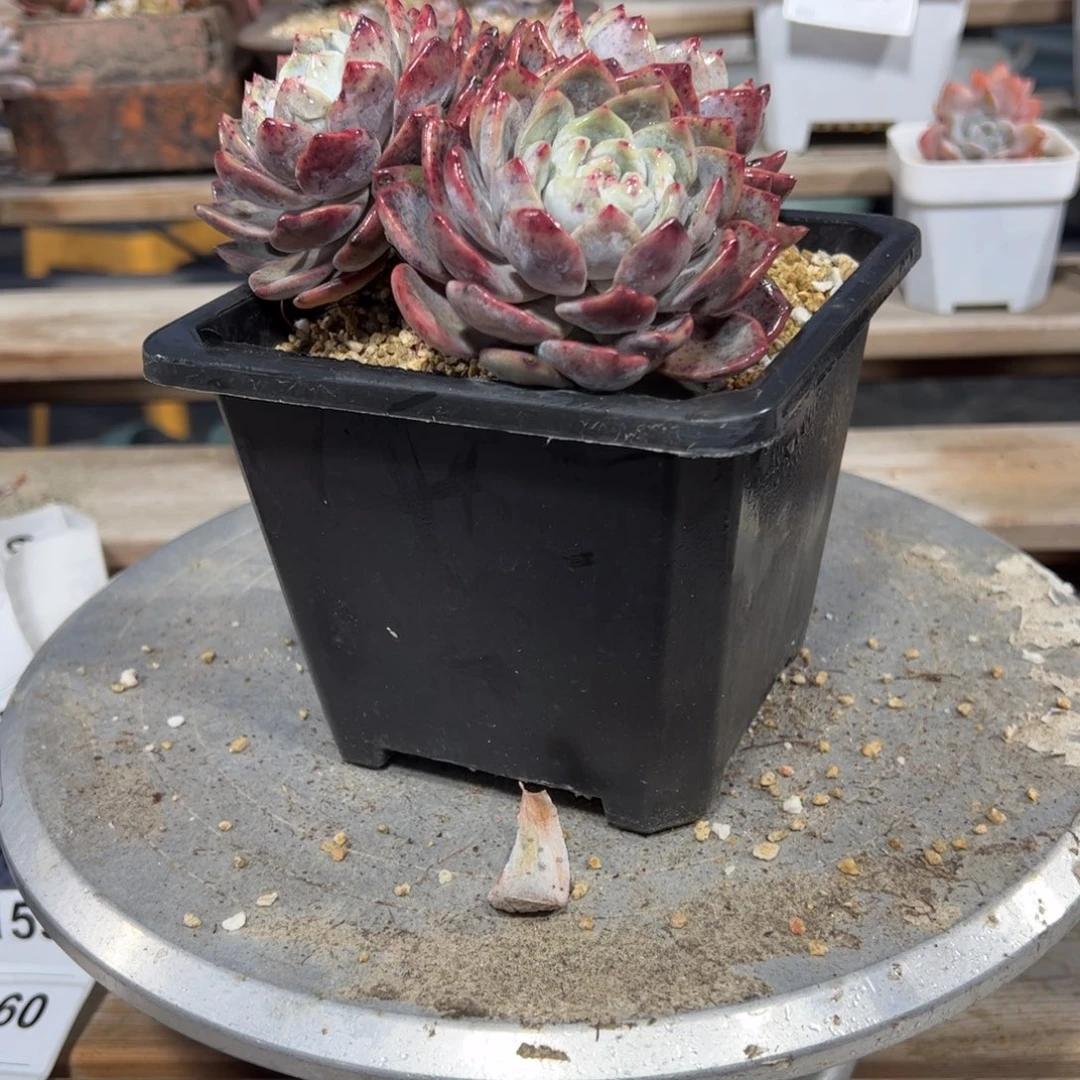 葛*?164 多肉多肉多肉多肉