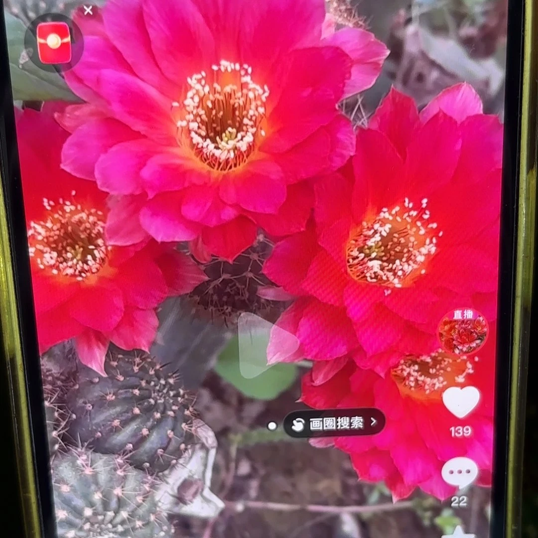 灵犀丽花公分左右20包邮18