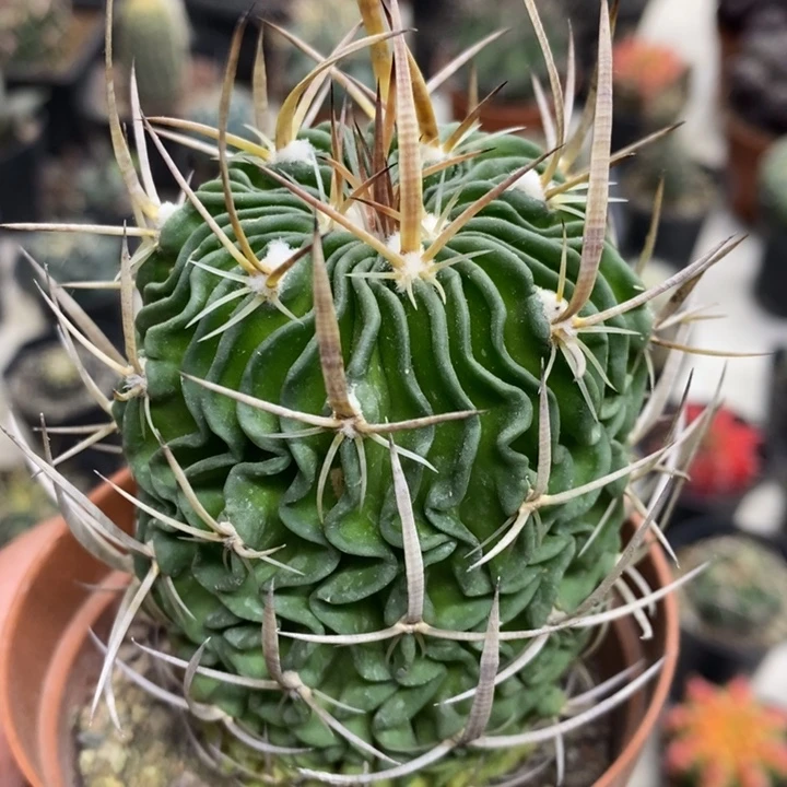 实生振武玉特价福利