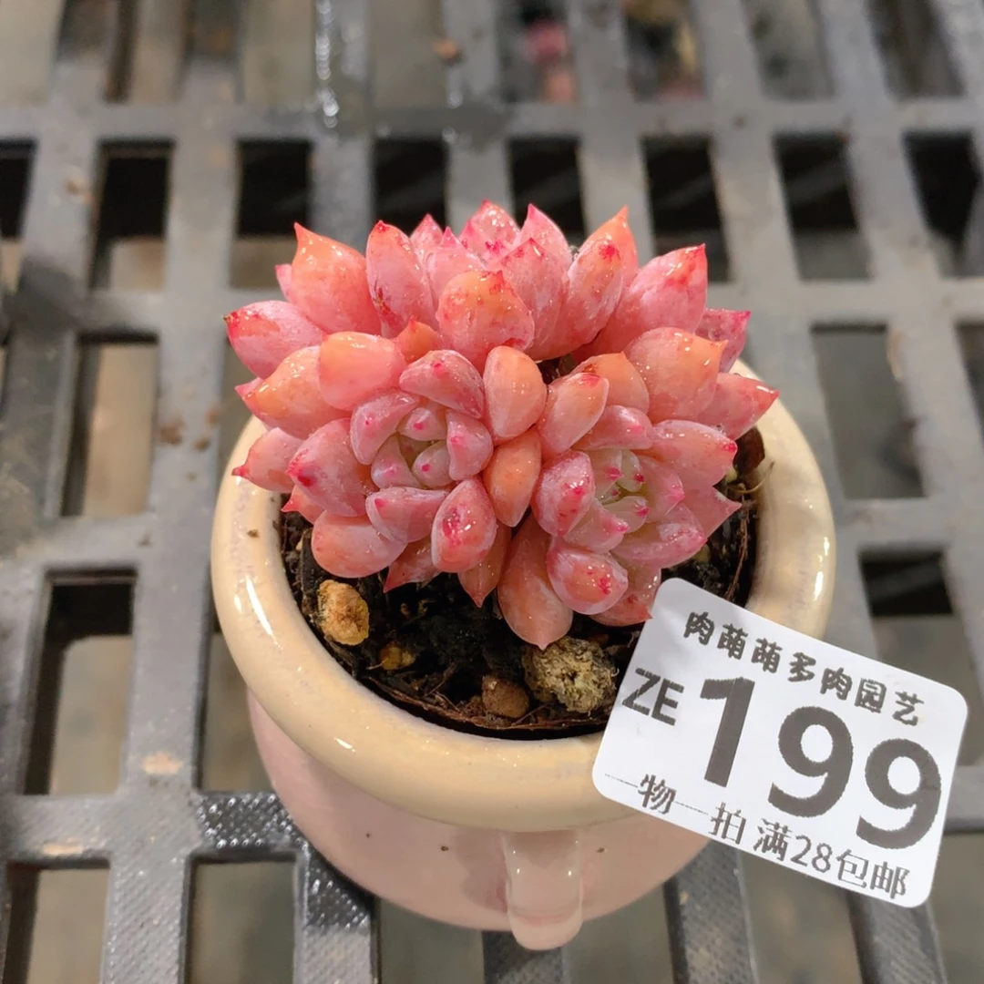 肉萌萌拇指盆精控多肉ZE199