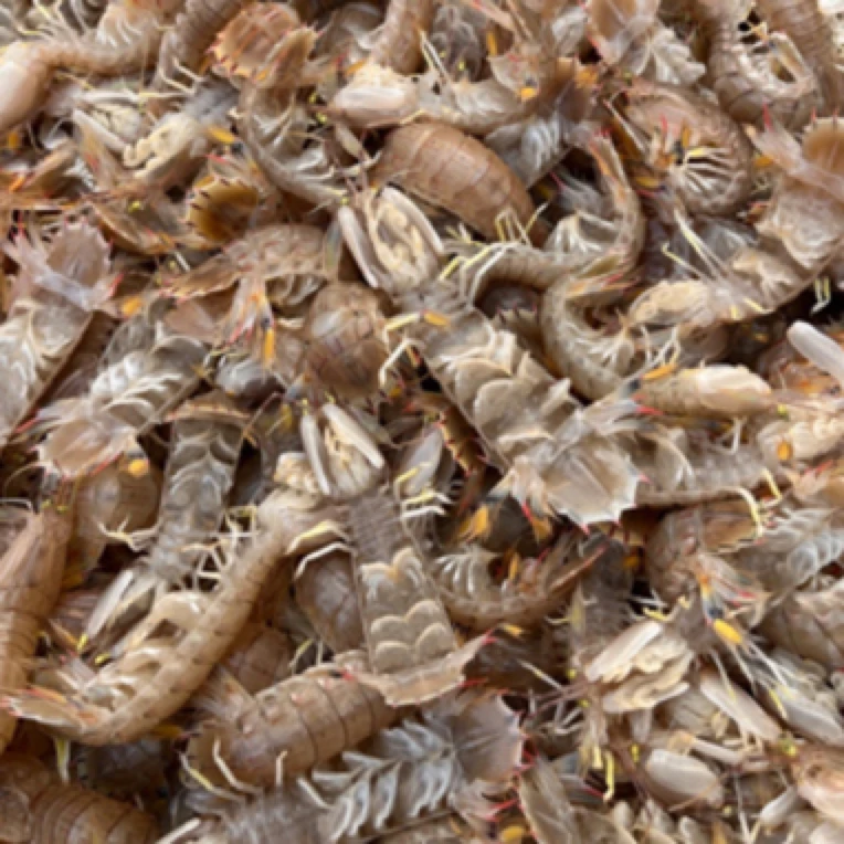 【1斤皮皮虾】规格28只左右一斤