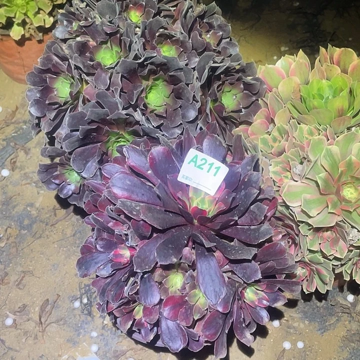 若*多肉植物断枝不包211法师3颗