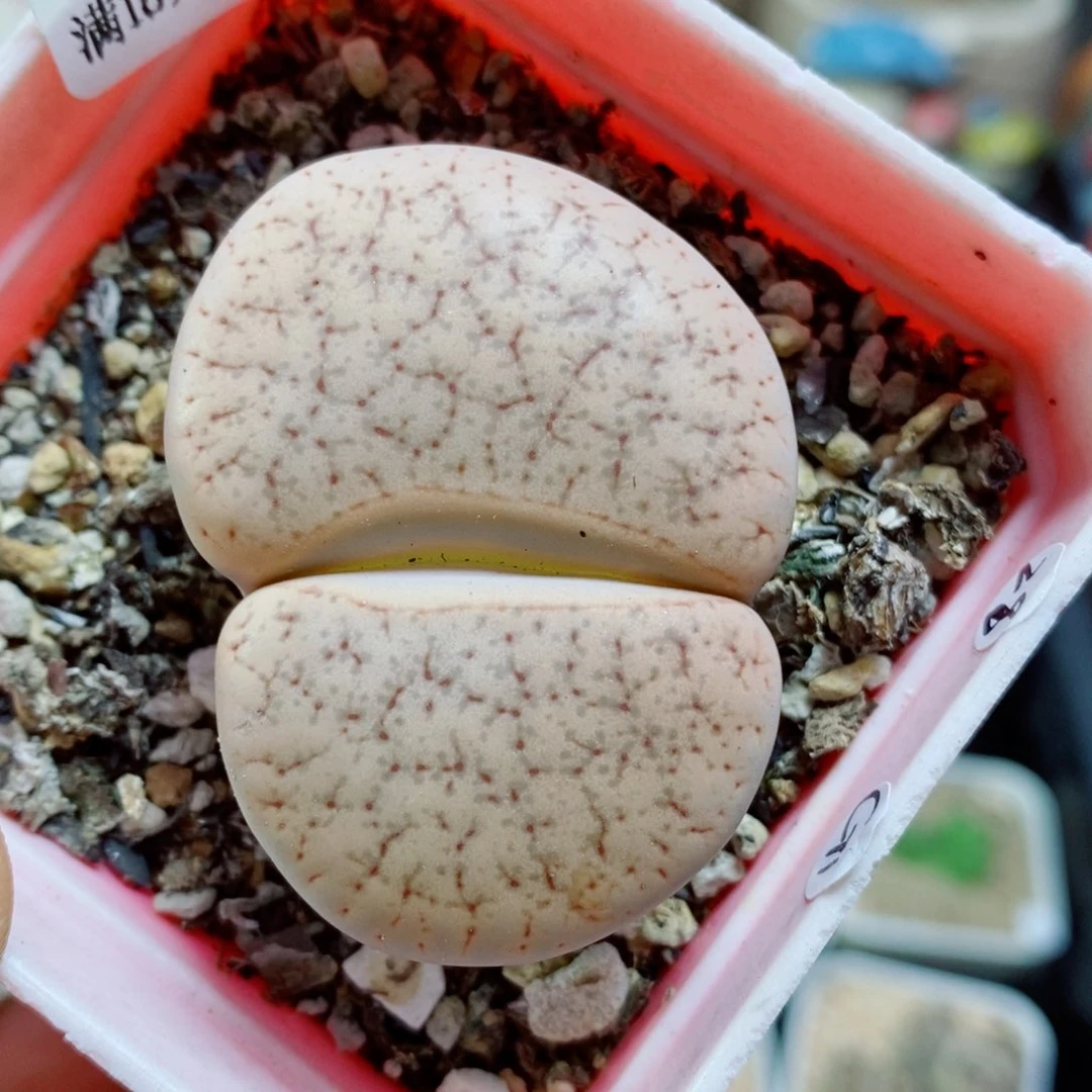 生石花花花花花花花花花花157