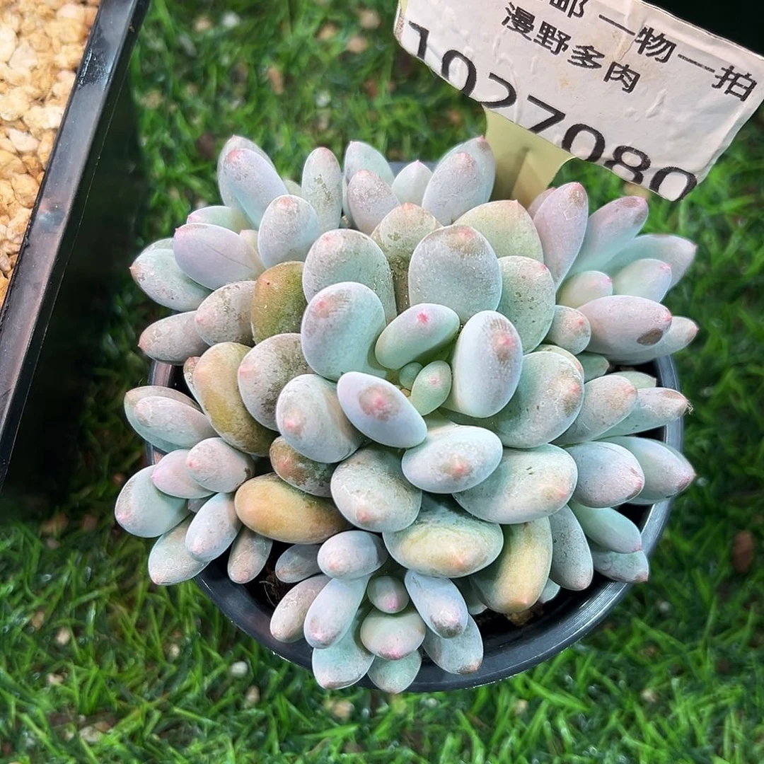 1027080 弗来布美人手捧无砍11厘米