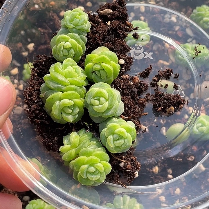 平***；OTO多肉切糕优选dy455