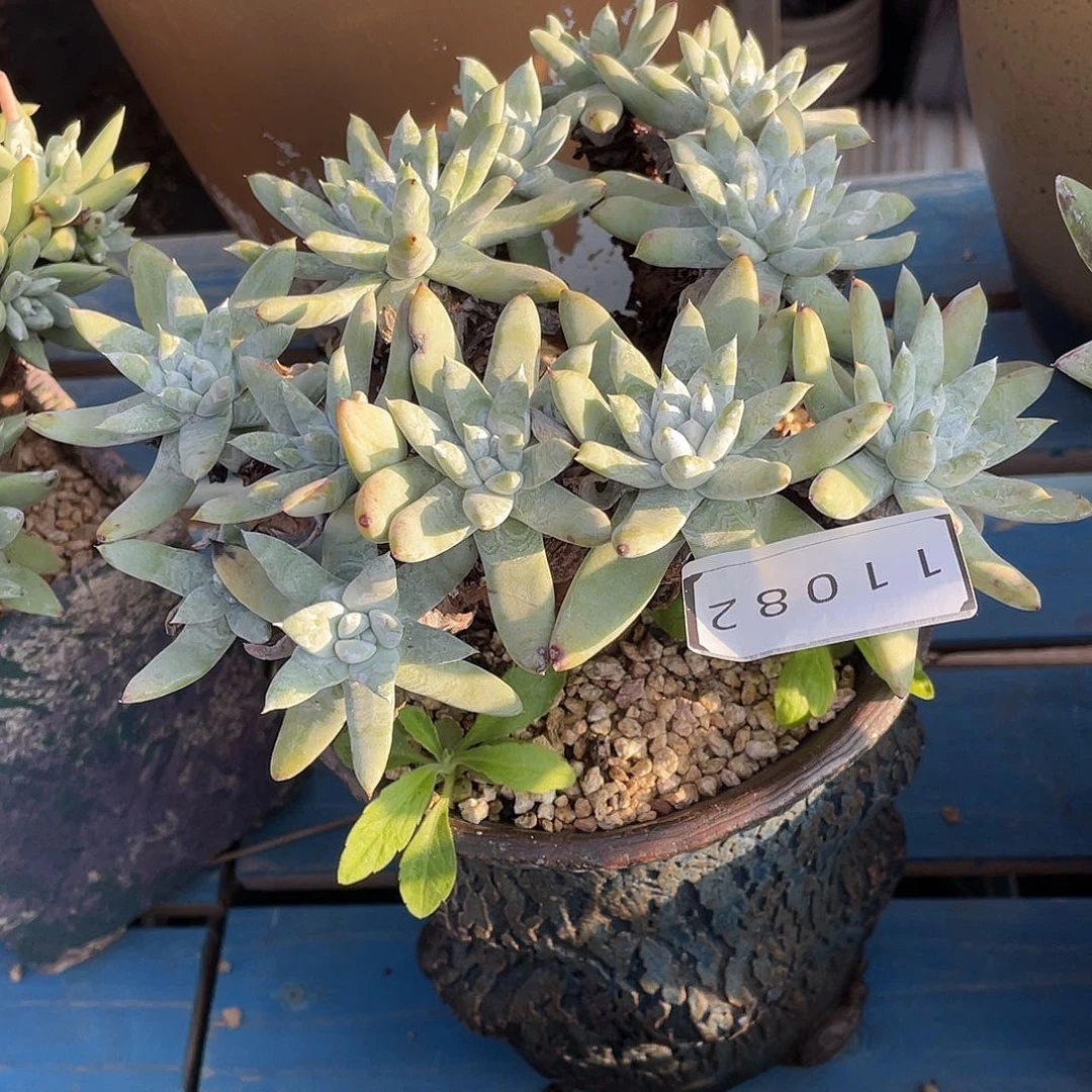 雨*拇指杂交老桩11082