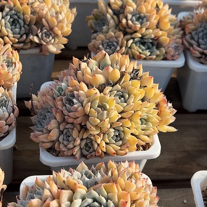 团  021   玛丽贝尔