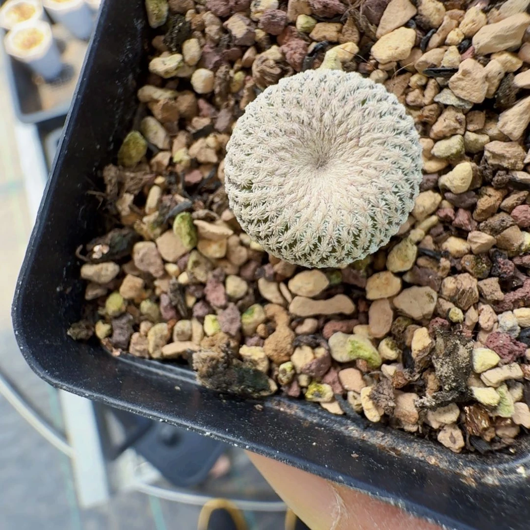 无花朵深****年实生小人帽脱土发货