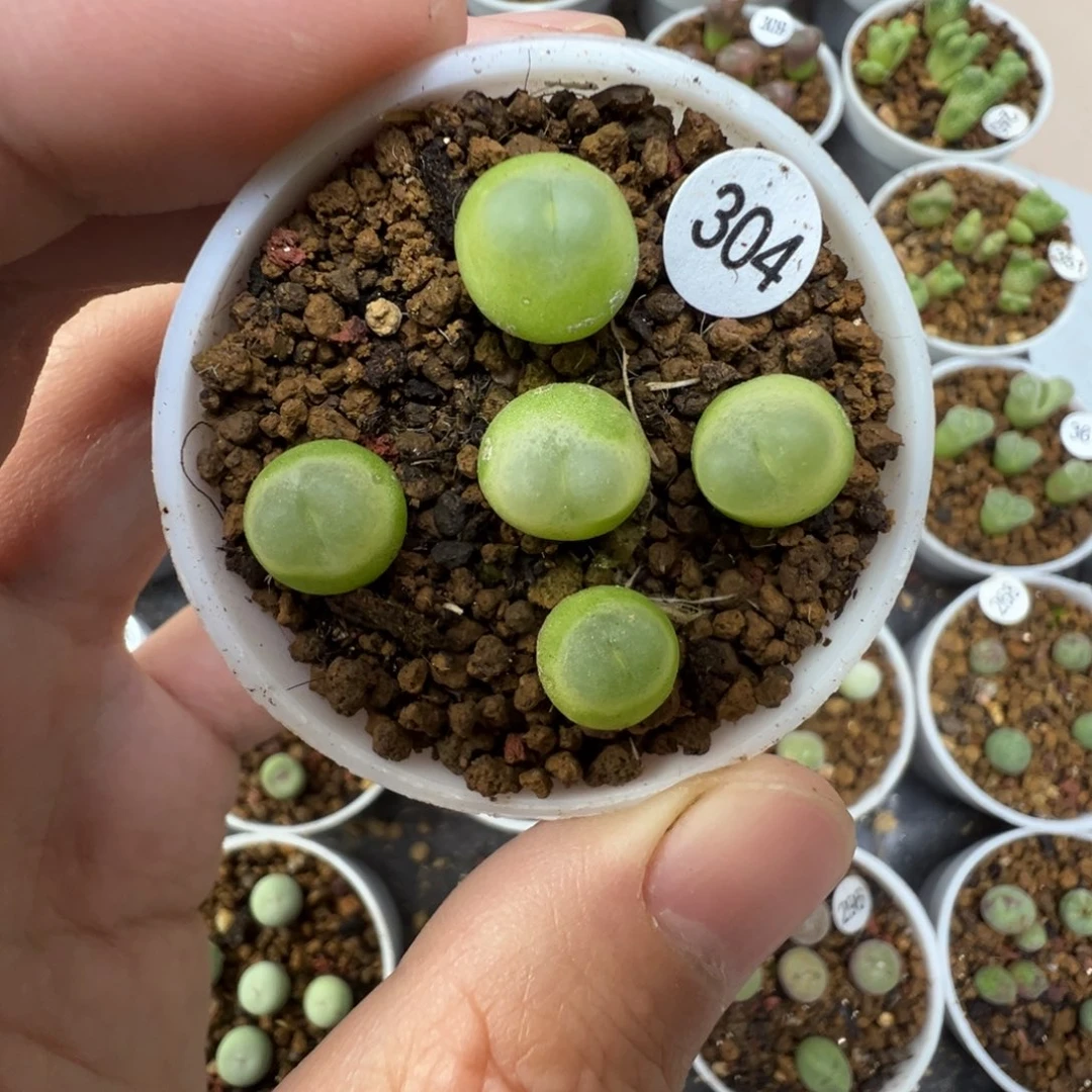 拉登一颗脱土3040000