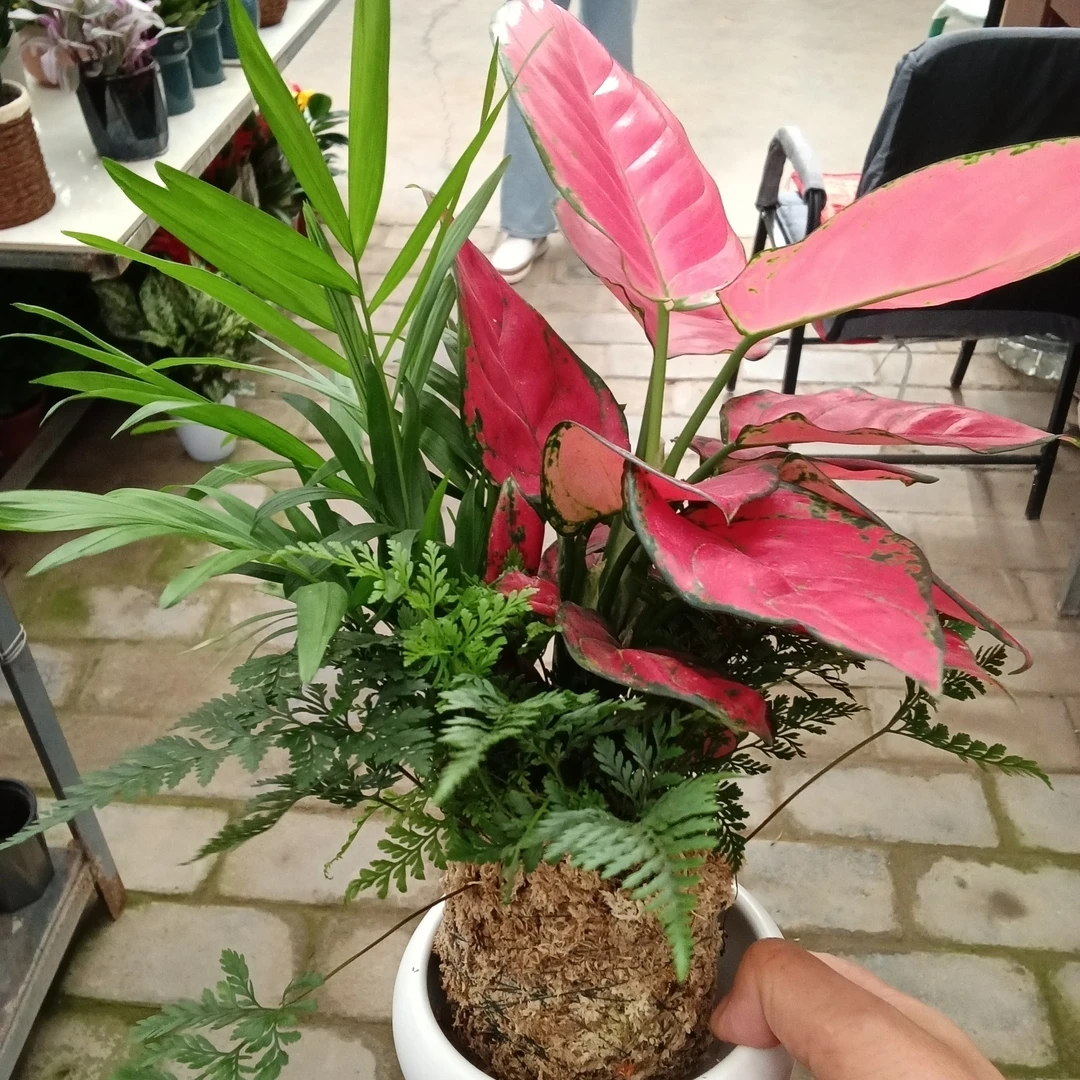 吉利红如意皇后水培植物室内桌面花卉四季好养