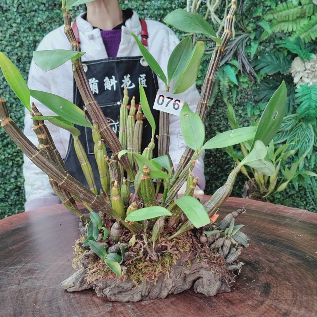 海*囡076球花，小美，喉红花