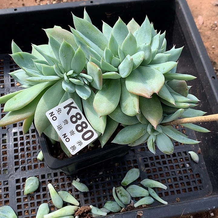烟火花园缀化 璐璐多肉
