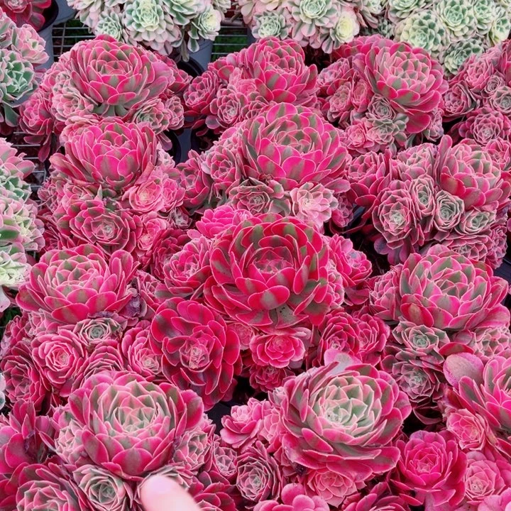 红体女巫量拍多肉法师一个（带盆带土发货）