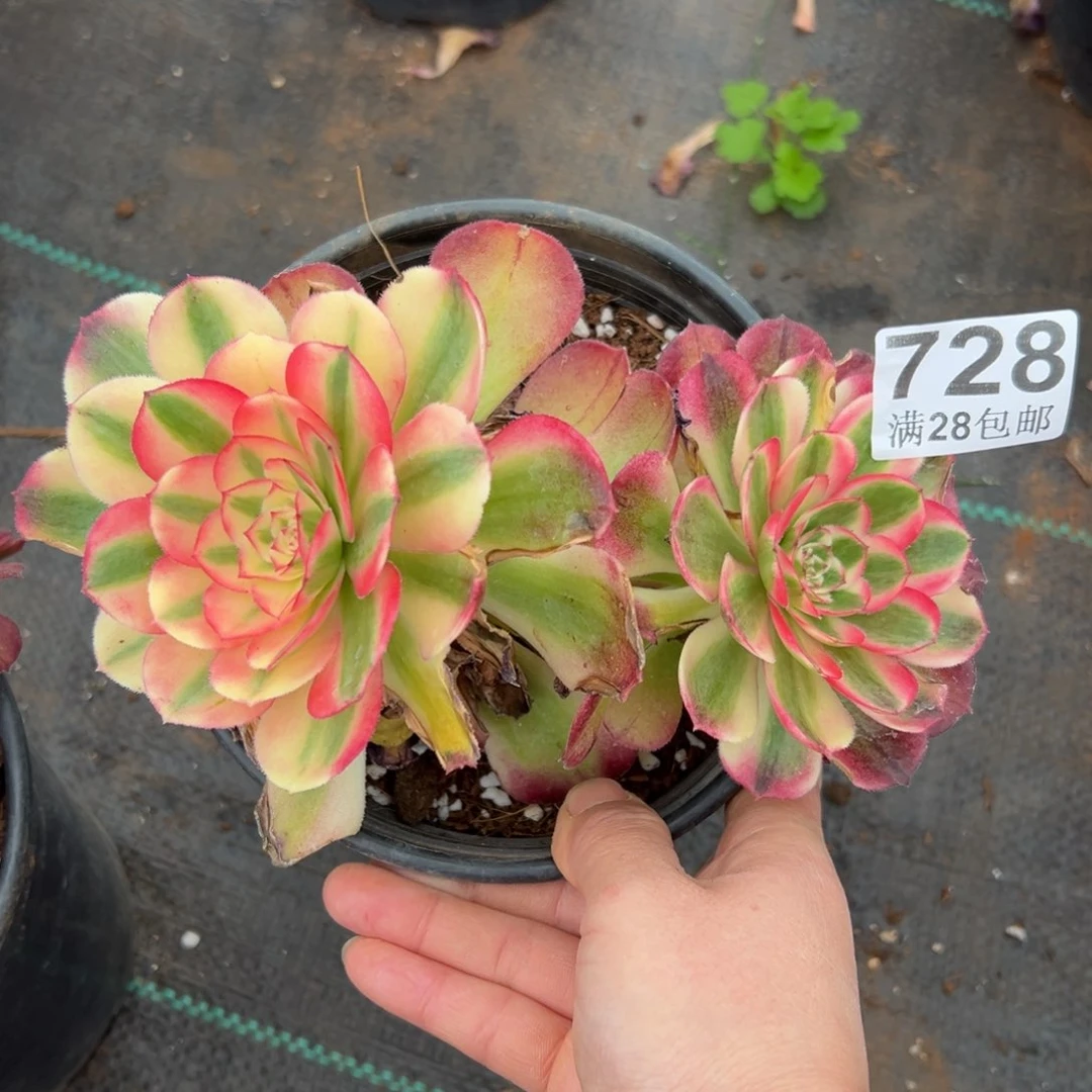 多肉植物728荔枝