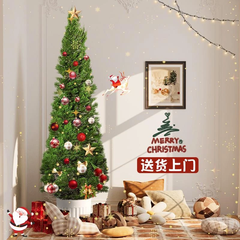 圣诞树真树龙柏树苗盆栽松柏云杉室内客厅大型绿植物户外庭院好养