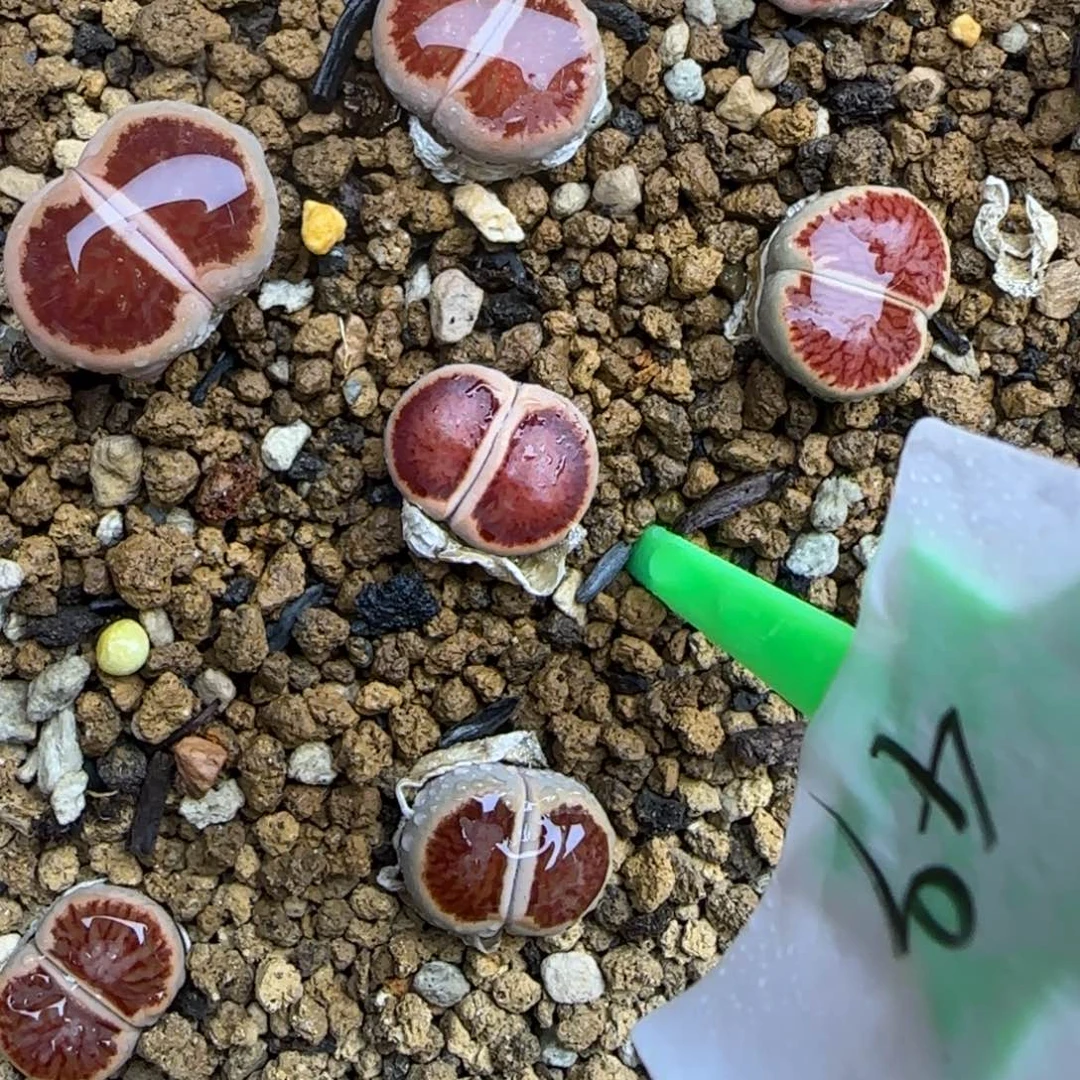 49岛田红窗菊大棚直播