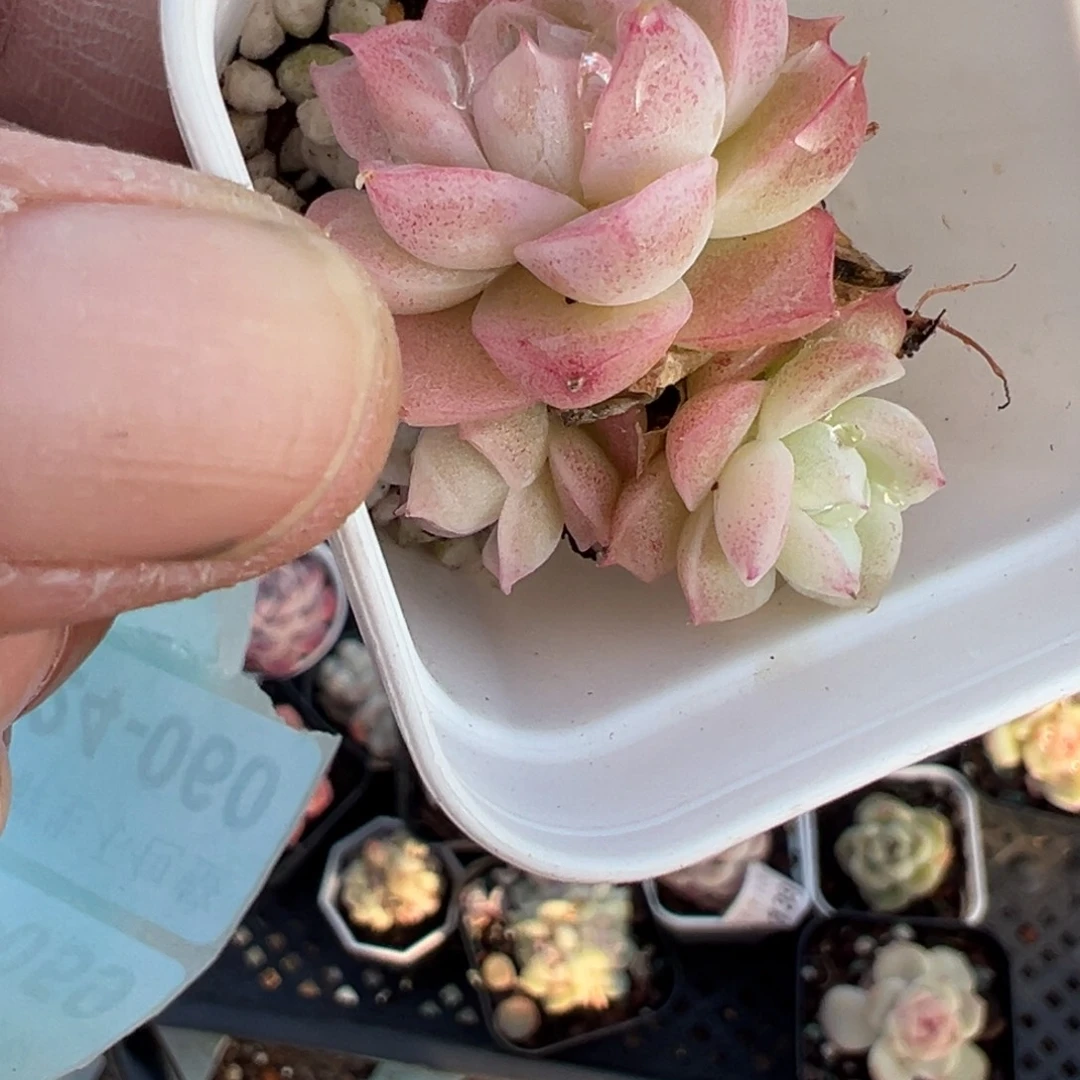 小卡拉米糖心一物一拍