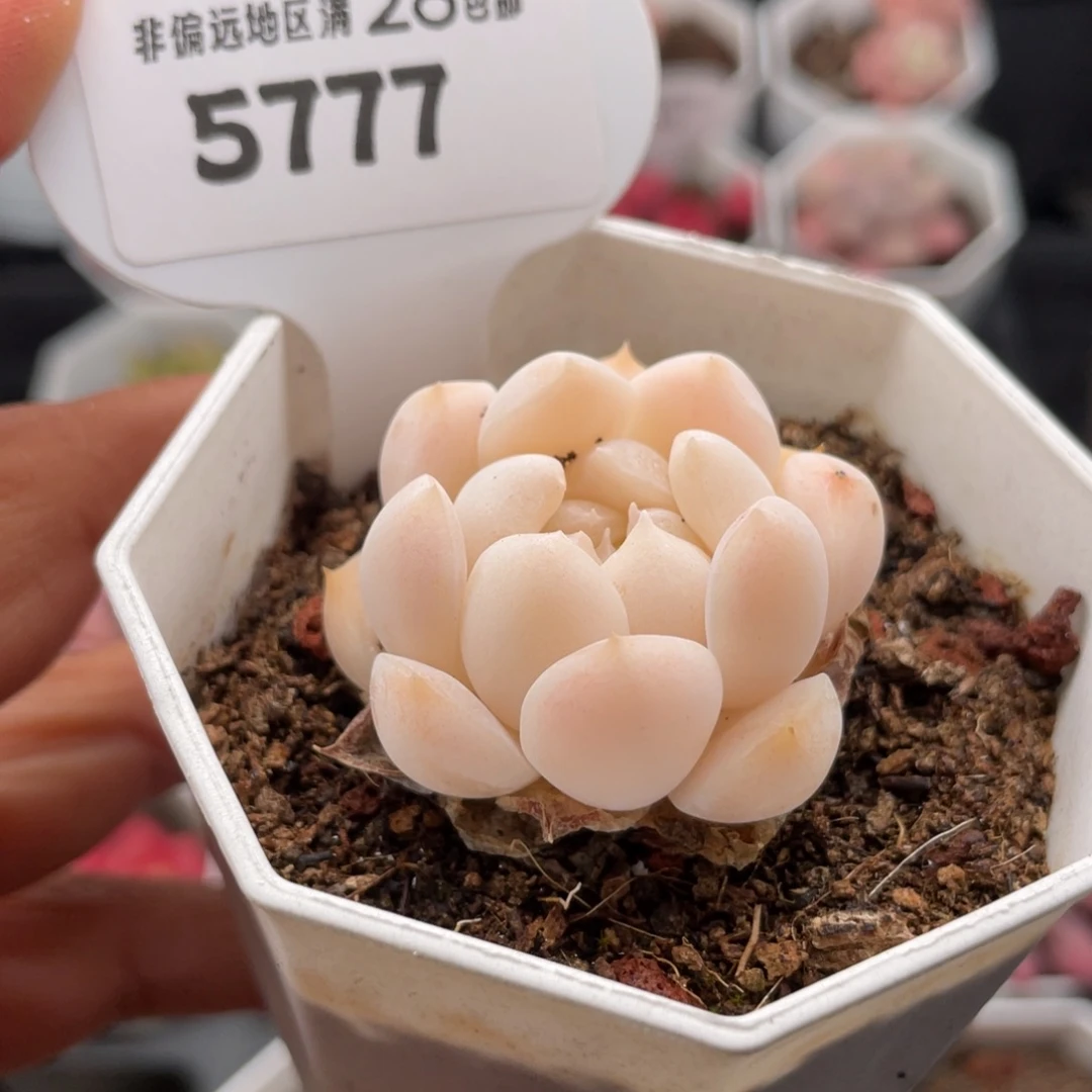 白桃汽水5777-4.0厘米