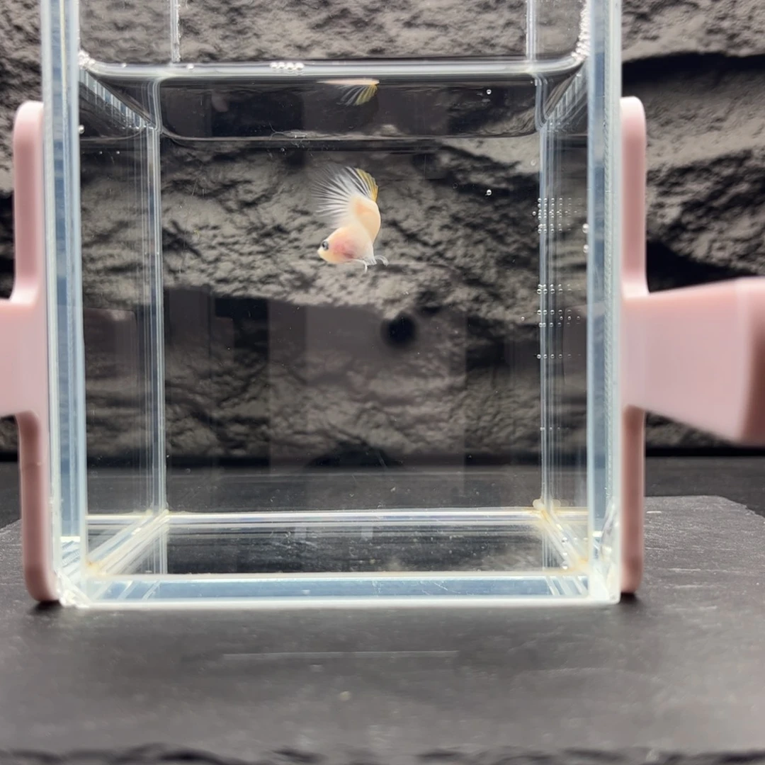 海胆宙斯11-28竞拍