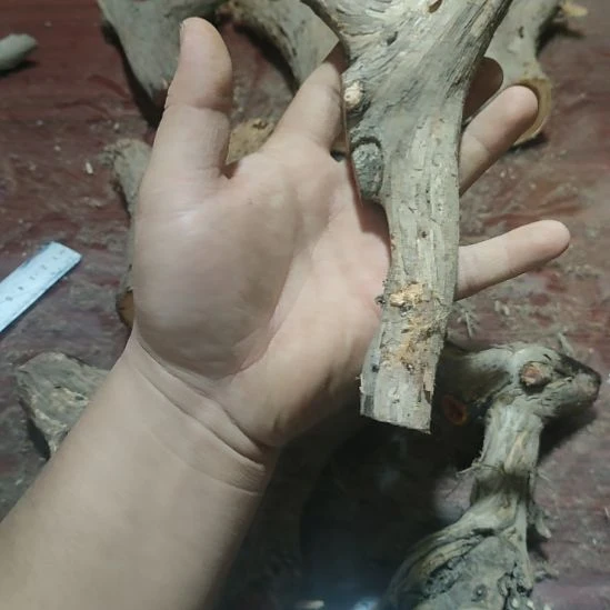 贞***鸭大果紫檀（缅甸花梨）