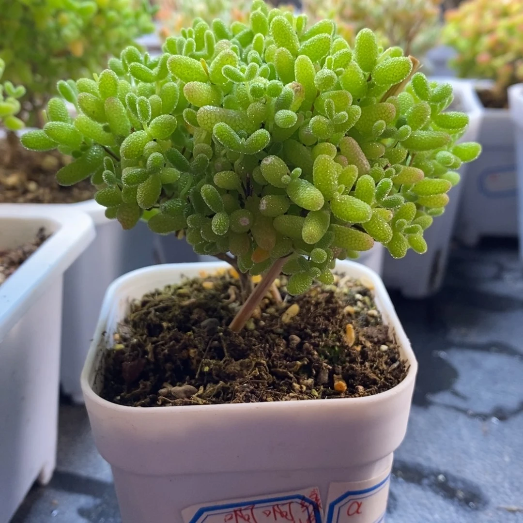 啊*a89号蜜橘糖球枝干（要这棵）