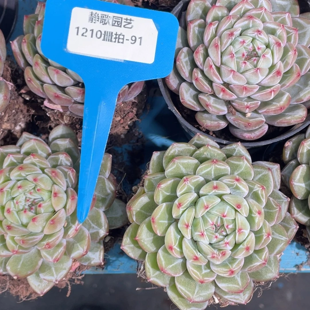 1210-91-雪花珍妮大单头一颗