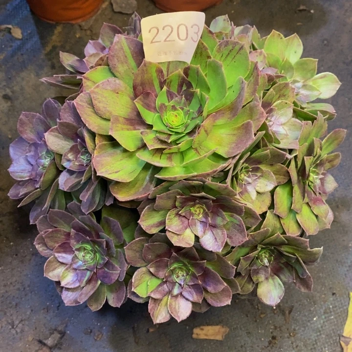 花月夜多肉断头不包2203