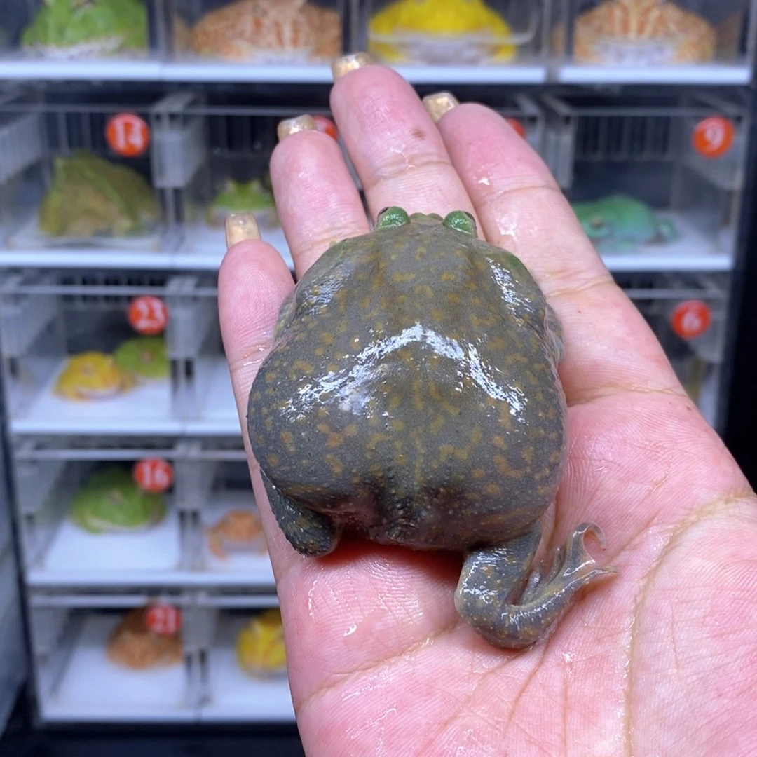 角蛙恭喜发财大吉大利