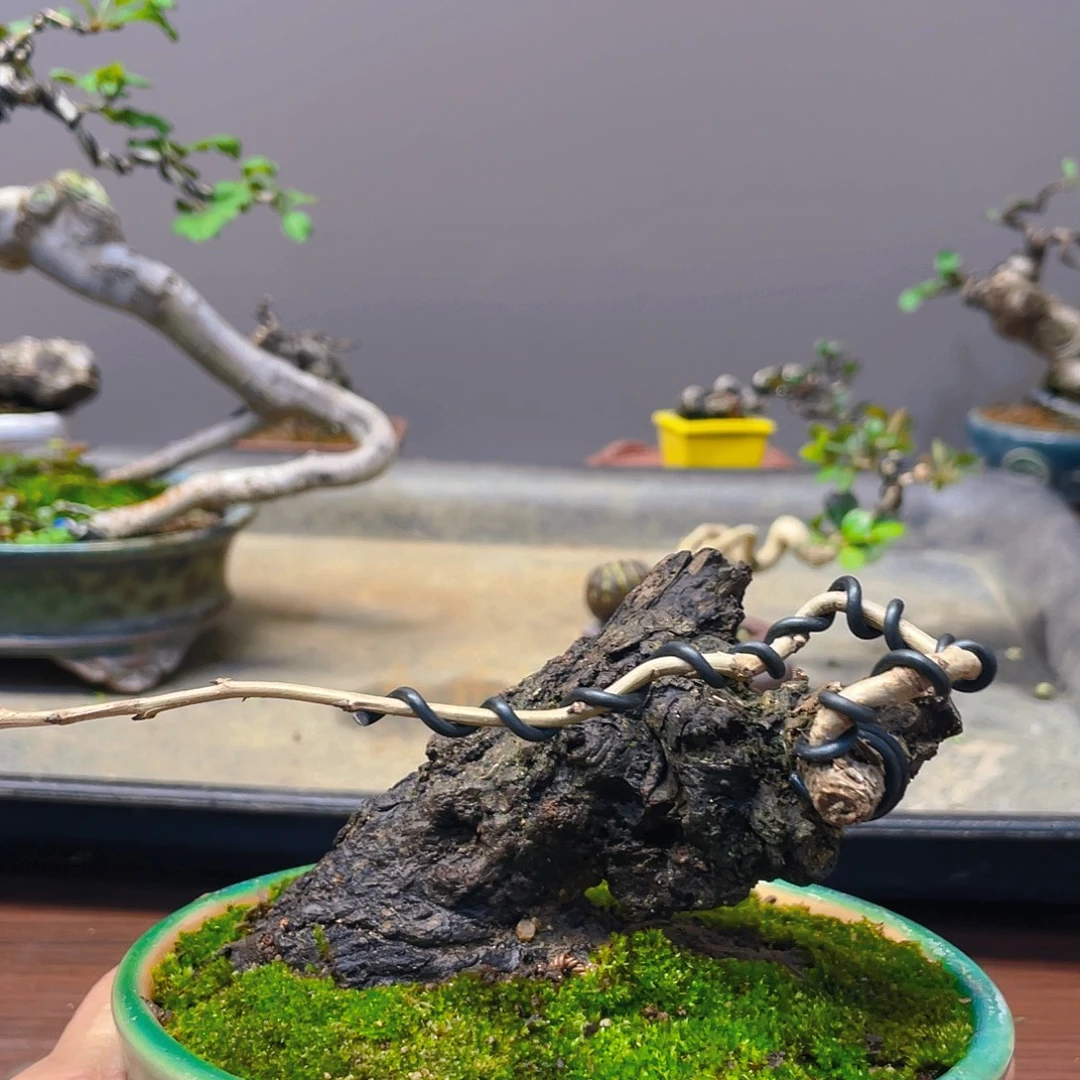 米***鼬无花朵糖梨树花开富贵吉祥