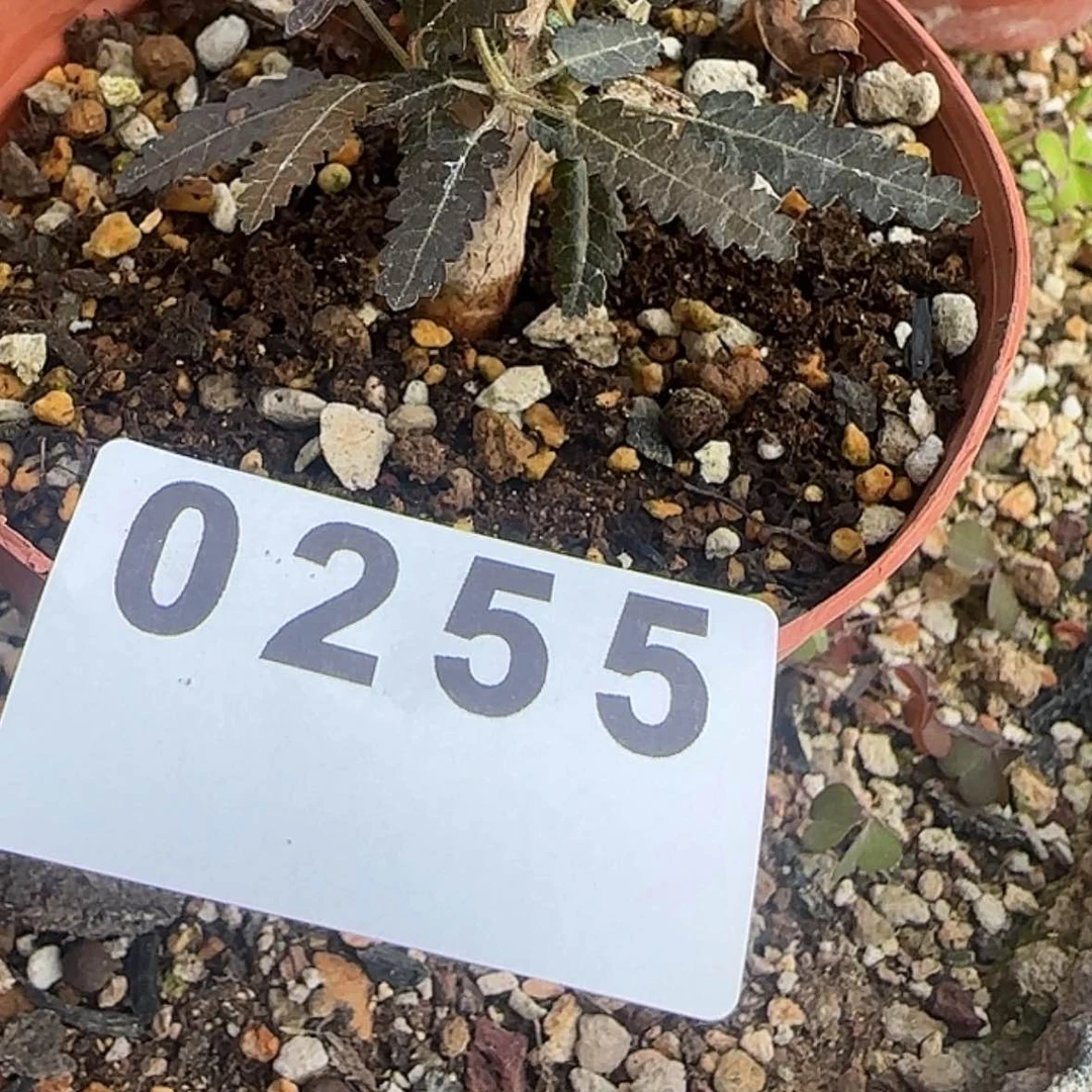 【闪购商品】阿*品块根植物