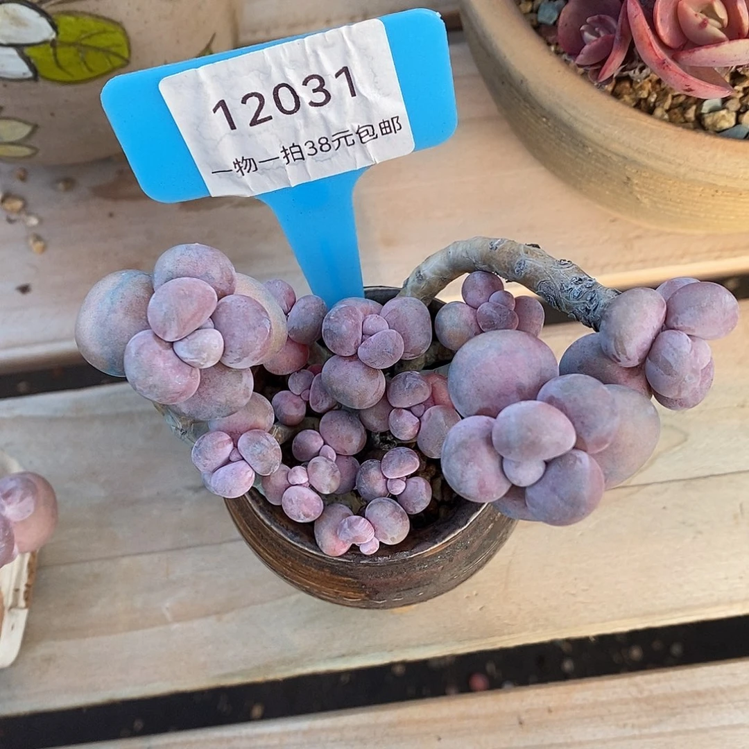 031咯老婆去咯哈咯哦魔芋