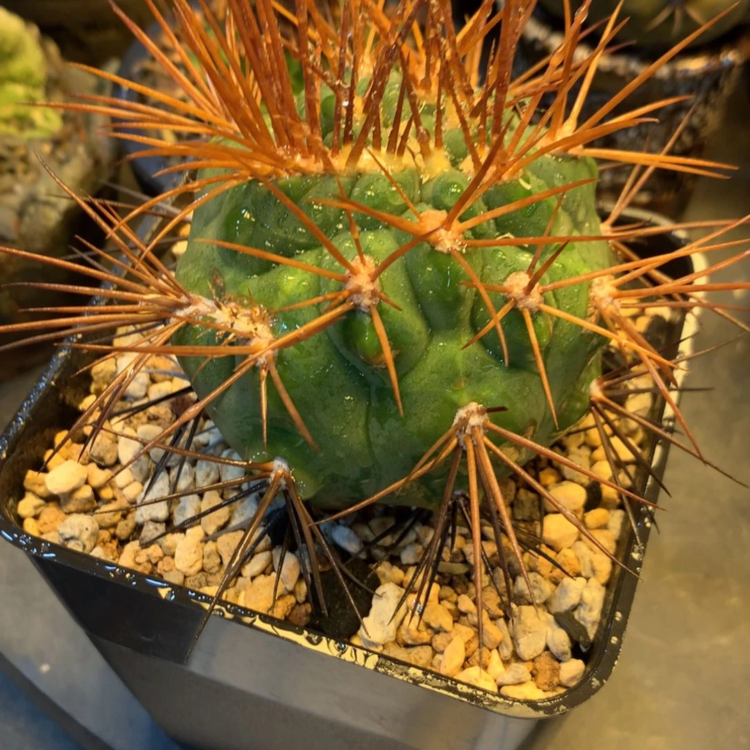 裸萼属不知名强刺刺缀7.5