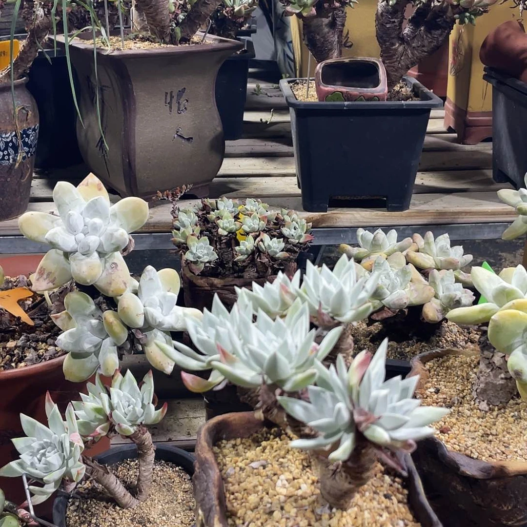 拇指帕奇飞图仙女杯