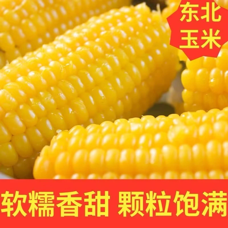 【助农优品】东北黄糯玉米棒170g以上黄糯香甜黏苞14支黄糯香黏苞米
