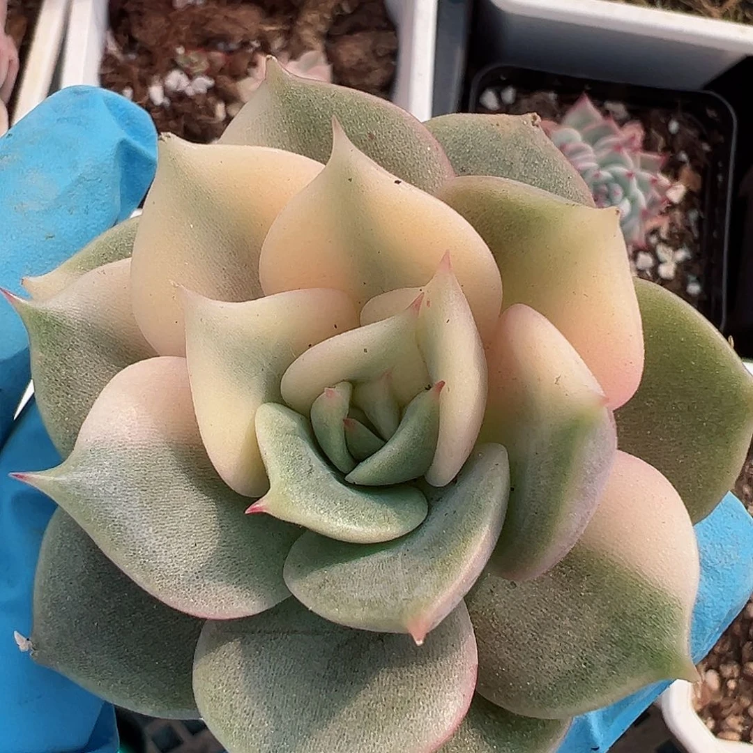 贝加尔湖锦，半覆轮锦