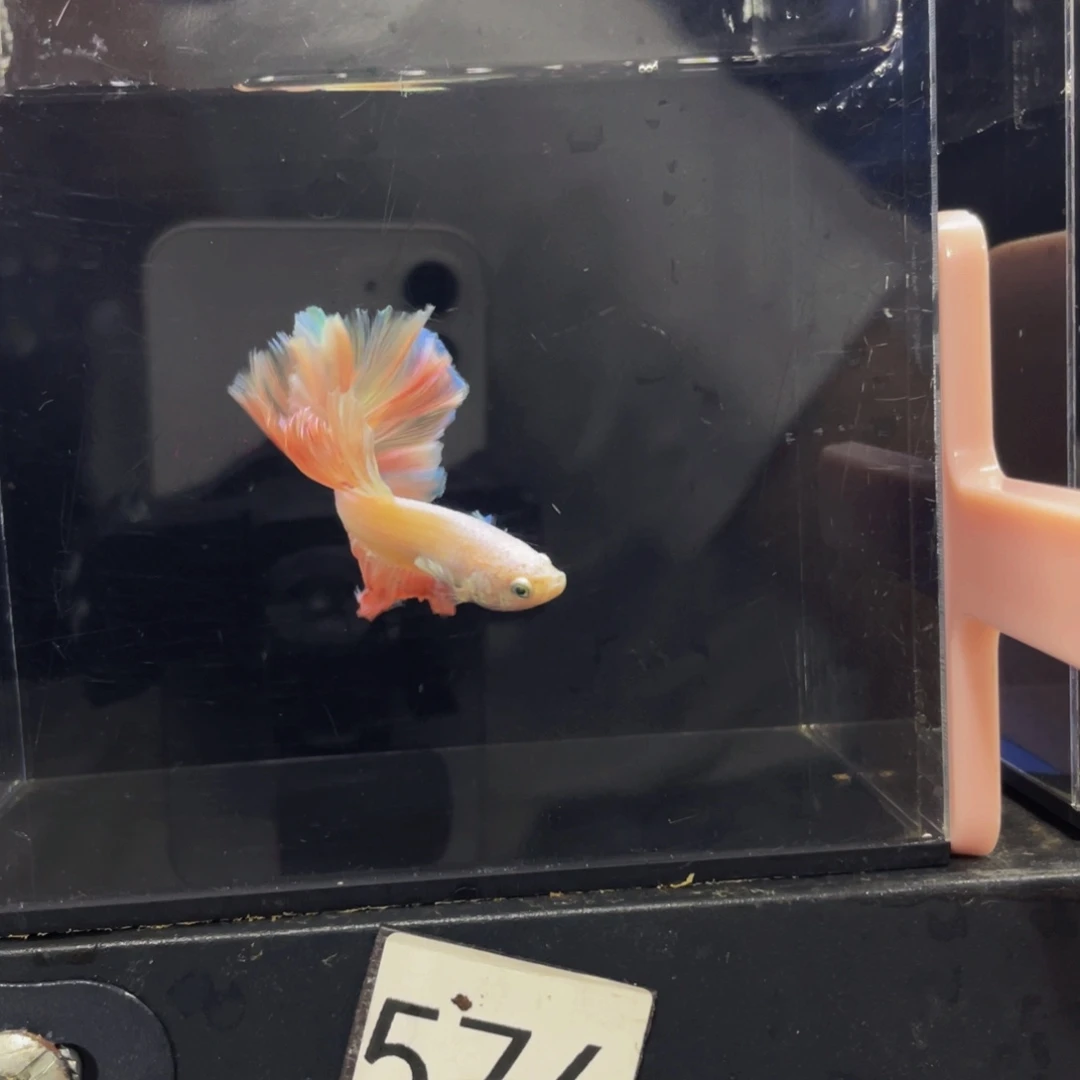 水母呵呵呵呵呵额574