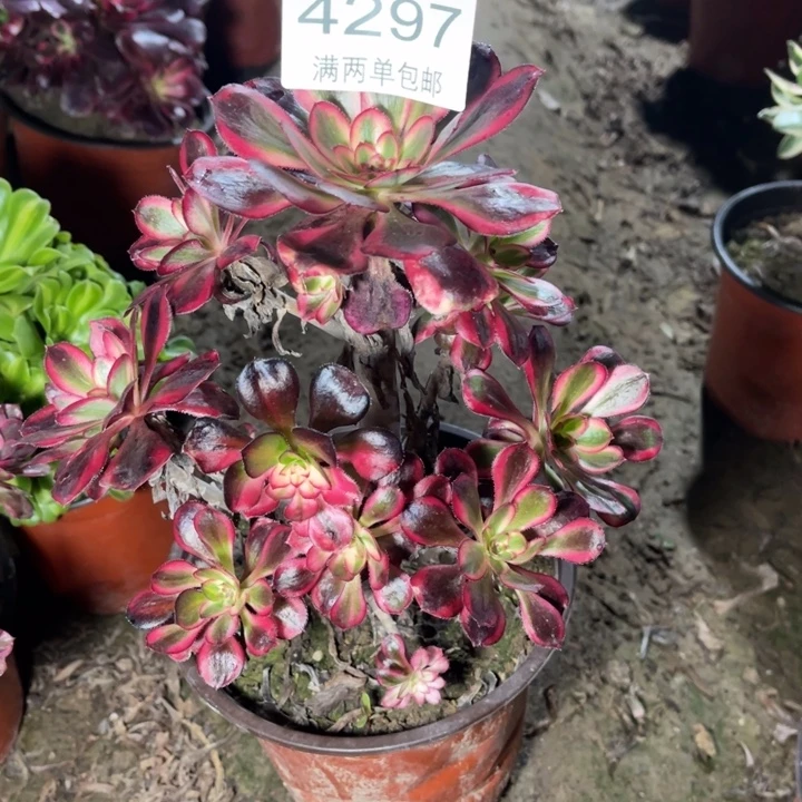 4297香奈的人多肉的