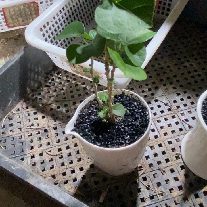 s***糖无花朵退款拉黑拉黑266